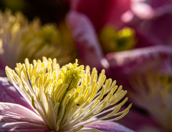 Close-up of yellow flower against blurred background