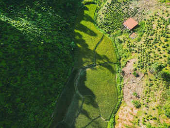 green