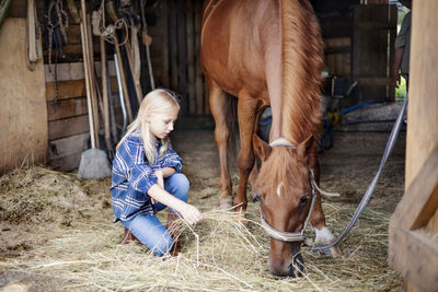 A girl in cowboy-style clothes at the stable helps to feed a horse
