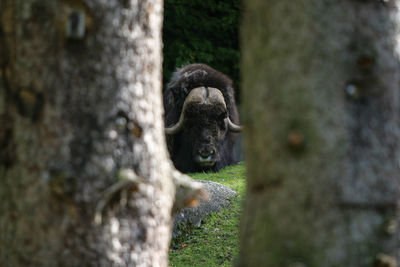 Close-up of an animal on tree trunk