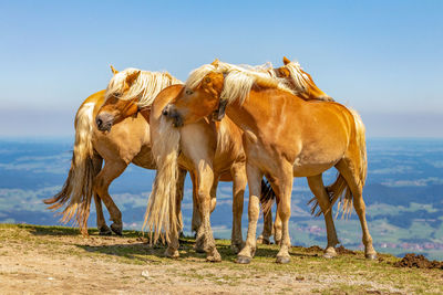 View of an animal representation