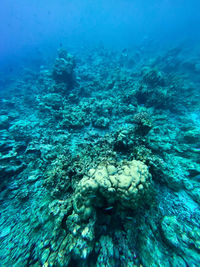 Fish swimming in sea