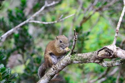 Close-up of squirrel on tree