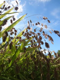 Low angle view of crops against sky