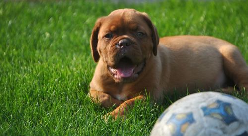 Portrait of dog with ball on grass