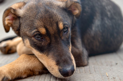 dog