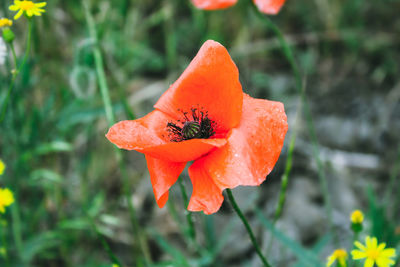 Close-up of orange poppy
