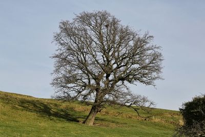 Trees on grassy field