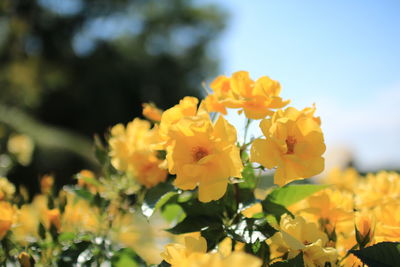 Close-up of yellow flowers blooming outdoors