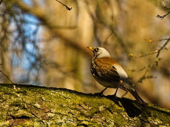 Close-up of bird perching on rock