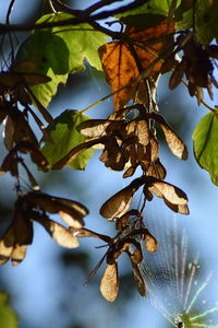 Close-up of dried leaves on tree against sky