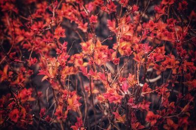 Close-up of red maple leaves on plant during autumn