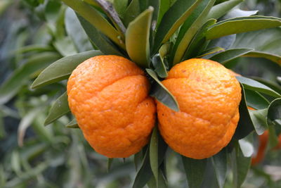 Close-up of orange fruit