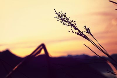 Close-up of plant against sky at sunset