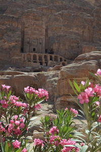 Flowers growing on rock