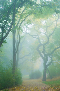 Trees in forest