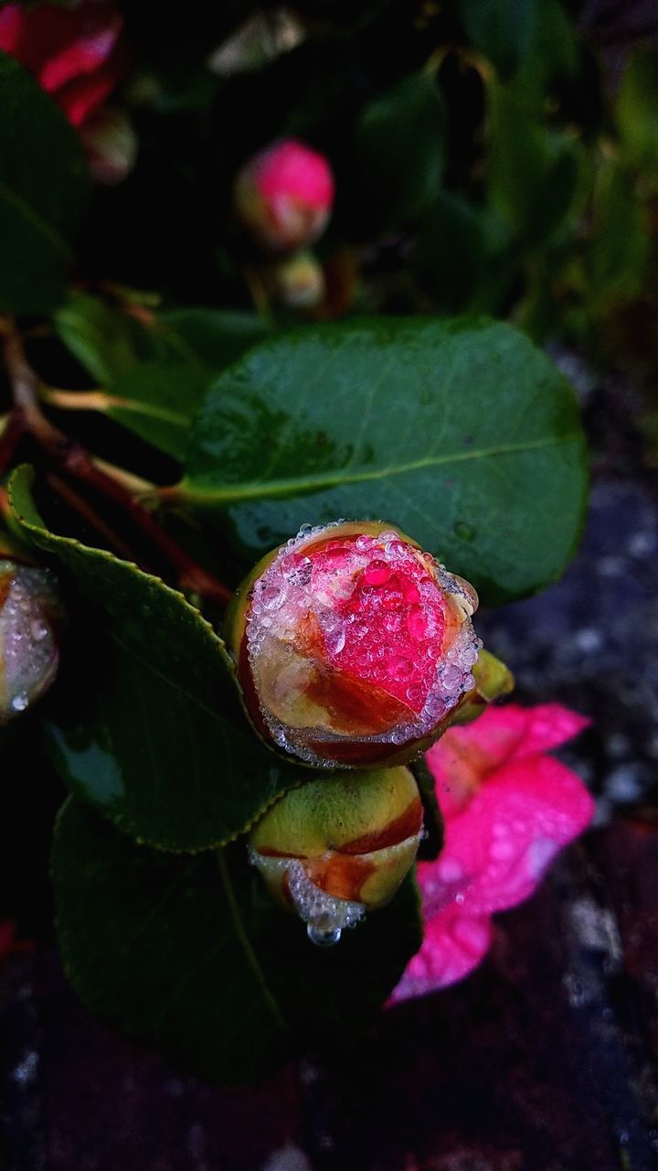 growth, close-up, plant, plant part, leaf, freshness, no people, nature, beauty in nature, day, green color, flower, food and drink, food, flowering plant, focus on foreground, fruit, healthy eating, outdoors, high angle view, dew