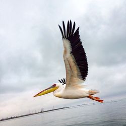 Close-up of pelican flying over sea against sky