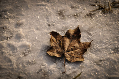 High angle view of maple leaf on snow