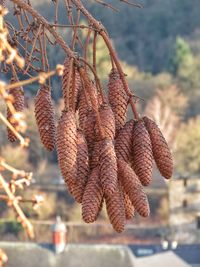 Close-up of plant hanging on tree