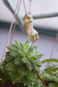 Close-up of fresh green leaves on potted plant