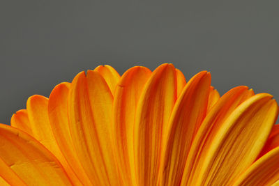 Close-up of orange flower against black background