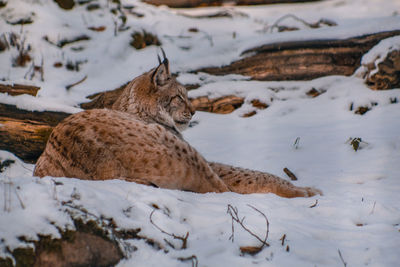 View of animal resting on snow covered land