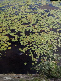 Flowers floating on water