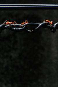 Close-up of leaf against black background