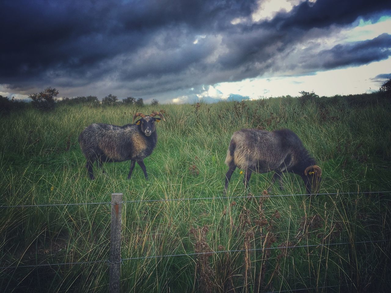 VIEW OF SHEEP ON FIELD