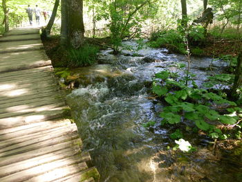 View of wooden tree trunks in the forest