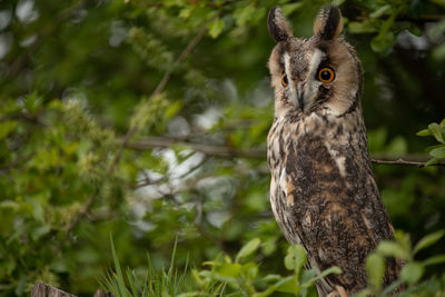 Long eared owl