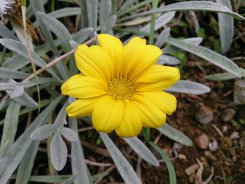 Close-up of yellow flower