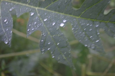 Close-up of wet plant leaves during rainy season