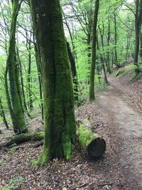 Footpath in forest