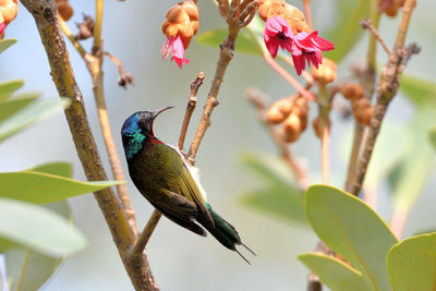 Close-up of bird perching on branch