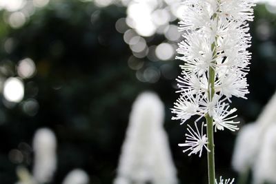 Close-up of white flowering plant