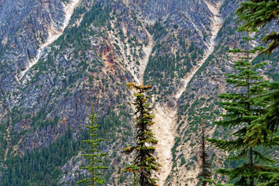 Pine trees in a valley