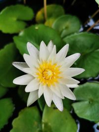 Close-up of yellow flower