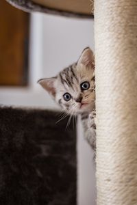 Close-up portrait of cat at home