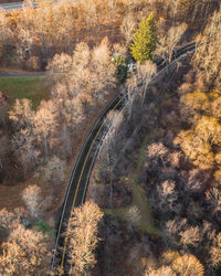 High angle view of plants in forest during autumn