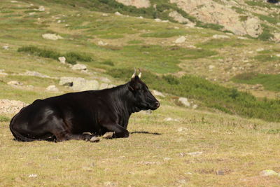 Side view of black horse on field