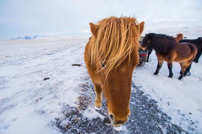Close-up of horse standing on snow covered shore