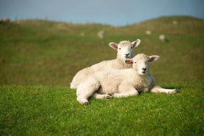 Two cute baby lambs resting on the top of green hill in the soft morning sunlight