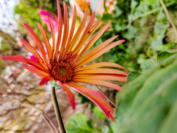 Close-up of red flower