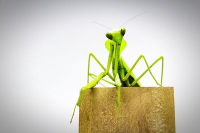Close-up of insect on leaf against white background