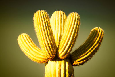 Close-up of yellow flowering plant