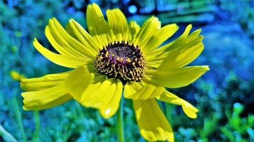 Close-up of yellow flower blooming outdoors