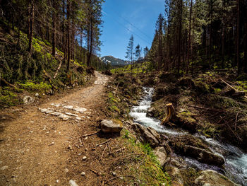 Stream flowing through rocks in forest against sky