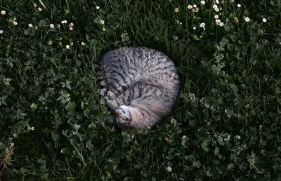 High angle view of cat on grass